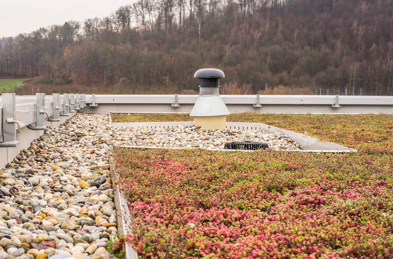dünger für automatik pflanzen Green Power 5in1 Bio Dünger 1L